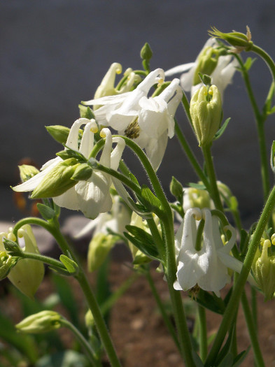 2072129350105256805zejWKo_fs - AQUILEGIA