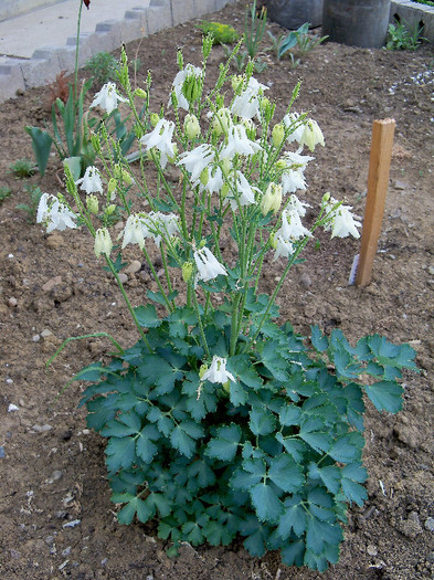 2263052690105256805YwmRuP_fs - AQUILEGIA