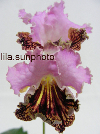  - streptocarpus DRAKO