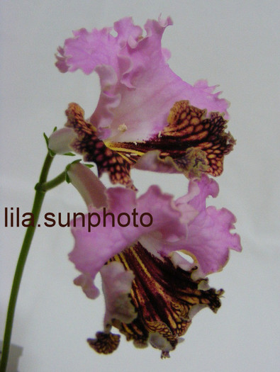  - streptocarpus DRAKO