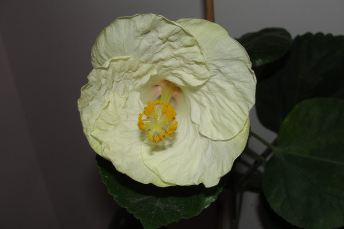 hibiscus Marie