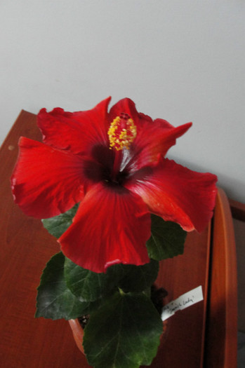 hibiscus Spanish Lady