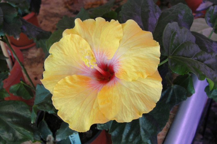 hibiscus La Luna