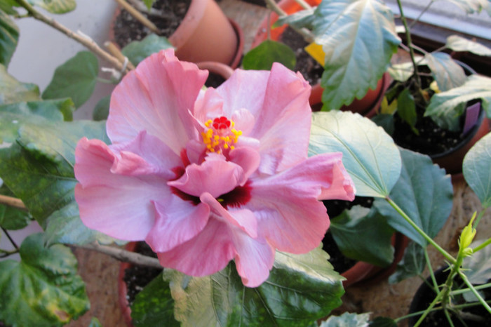 hibiscus Memoris