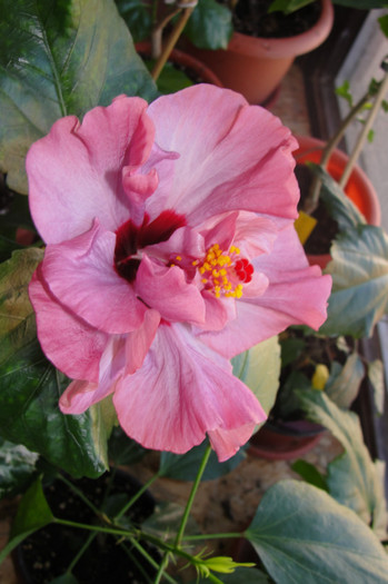 hibiscus Memoris