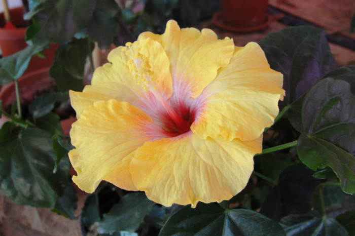 hibiscus La Luna