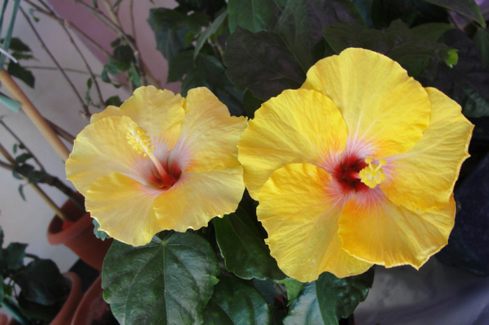 hibiscus La Luna