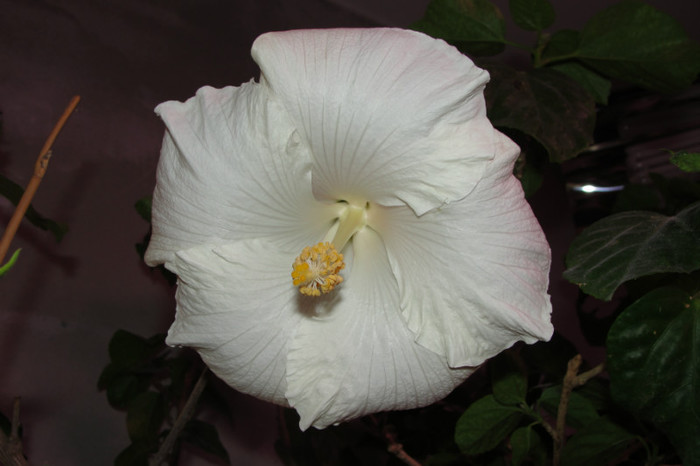 hibiscus Byron Metts