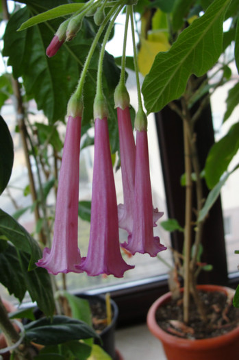 iochroma Rubin