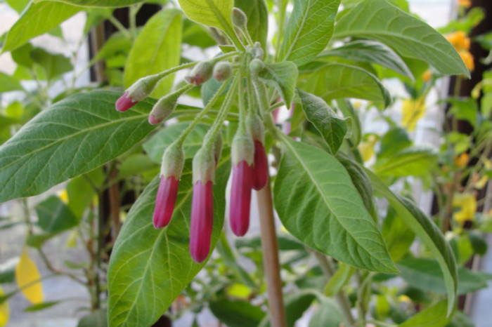 iochroma Rubin