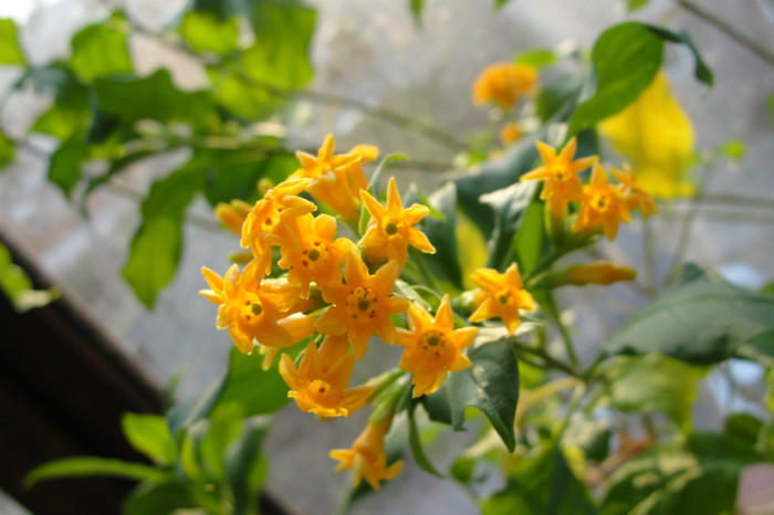 iochroma Aurantiaca