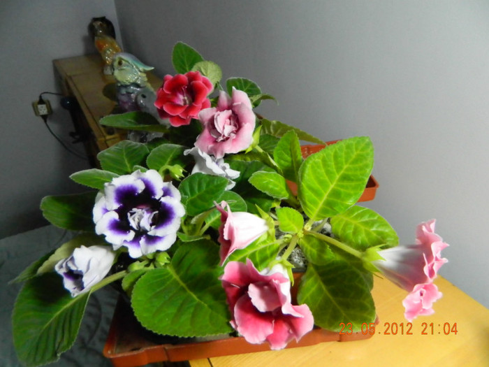 GLOXINIA1 - FLORI