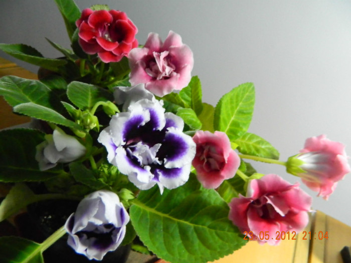 GLOXINIA3 - FLORI