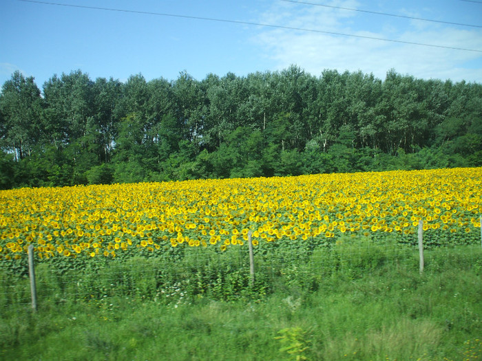 FLOAREA SOARELUI - FLORI