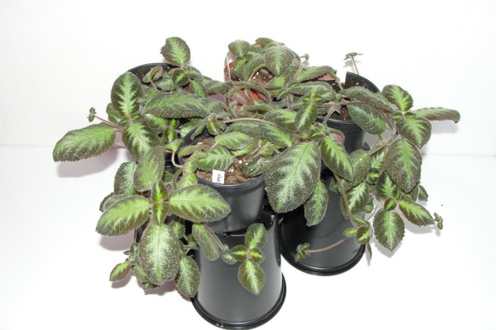 episcia lilacina Fanny Haadue