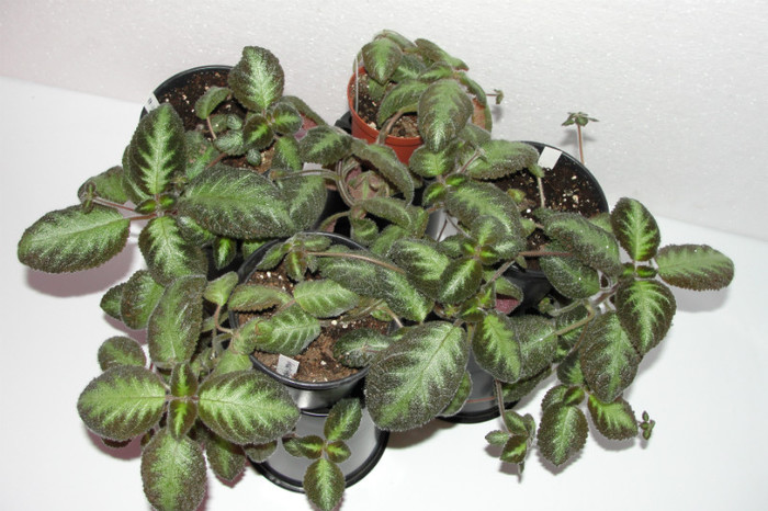  - Episcia F