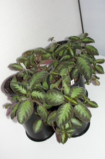 episcia lilacina Fanny Haadue - Episcia F