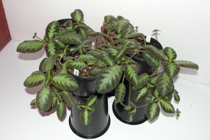  - Episcia F