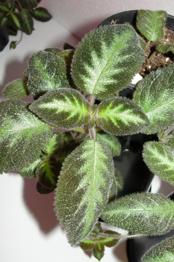 episcia lilacina Blue Nile - Episcia B