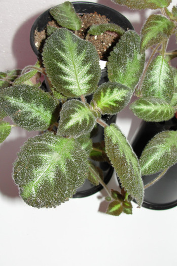  - Episcia B