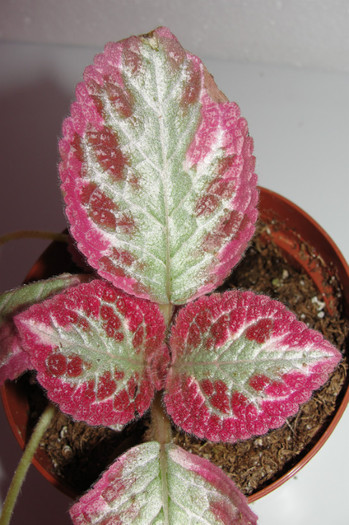 episcia Cleopatra canadian clone - Episcia Roz