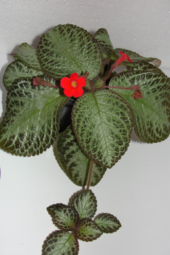 episcia Harlequine - Episcia H