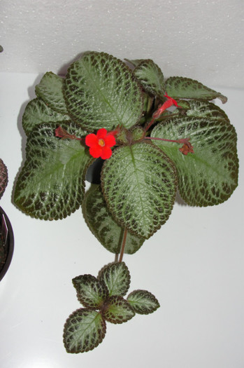 22.10.12 - Episcia H