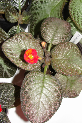 episcia Jim's Banana Tree