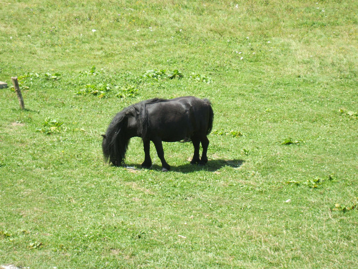 DSCF3171 - ANIMALE