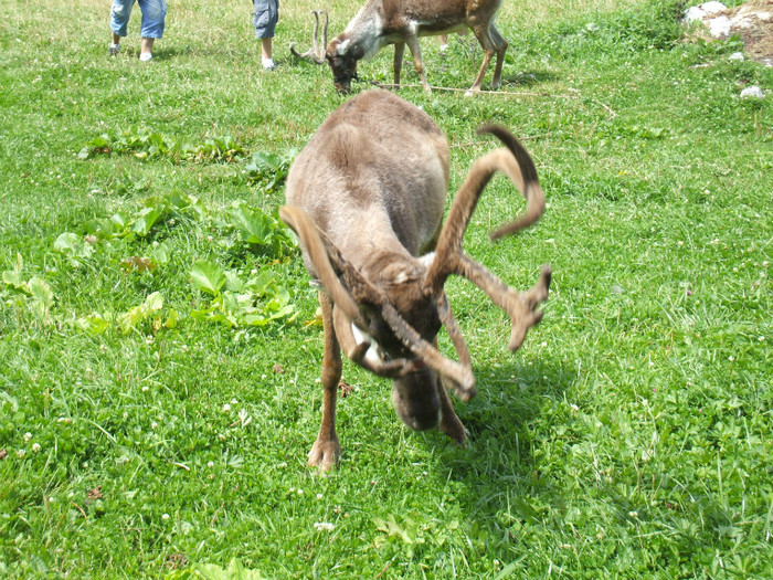 DSCF3186 - ANIMALE