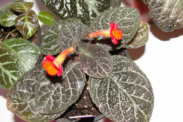 episcia Jim's Black Star