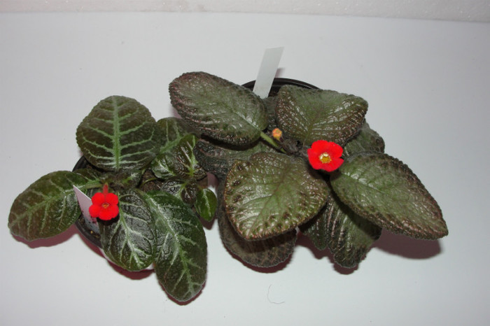 episcia Jim's Banana Tree episcia Gray Lady