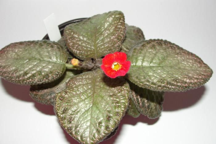 episcia jim's Banana Tree - Episcia Jim_s