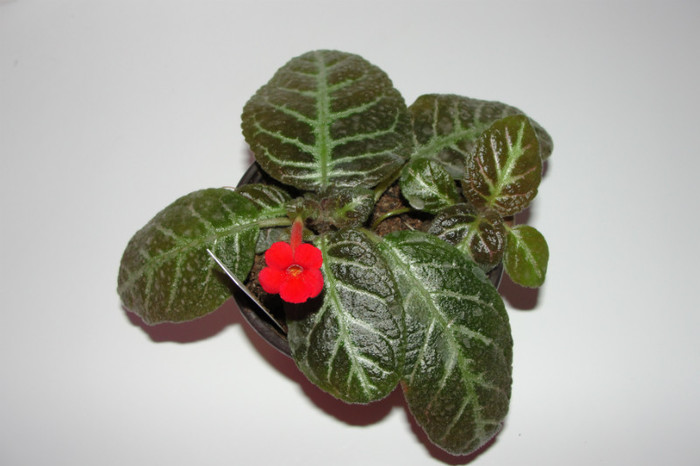  - Episcia G