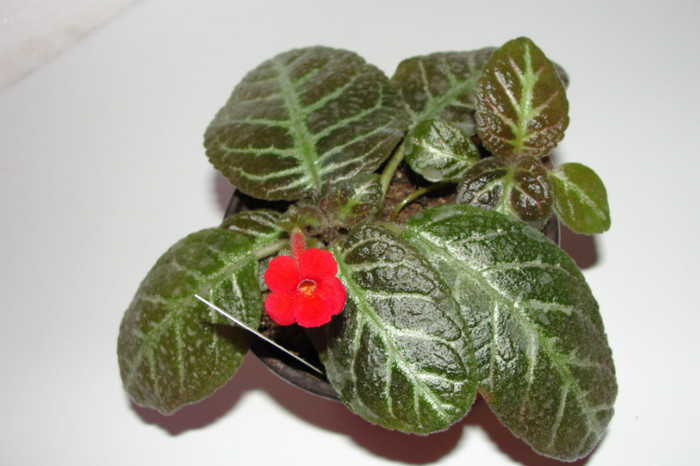 DSC06725 - Episcia G