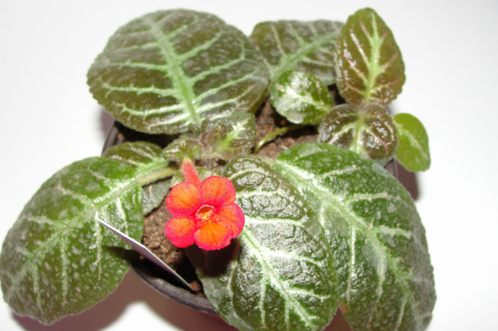  - Episcia G