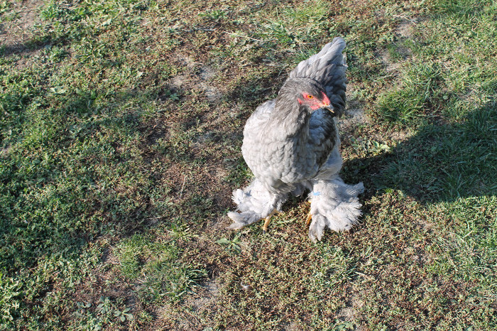 cocos 2012 - brahma albastru; poze 20.10.2012 nascute 05.05.2012
