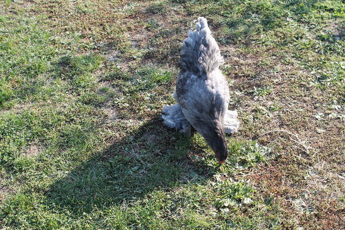 cocos 2012 - brahma albastru; poze 20.10.2012 n%u0103scute 05.05.2012

