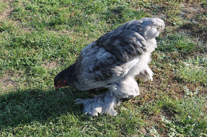 cocos 2012 - brahma albastru; poze 20.10.2012 n%u0103scute 05.05.2012
