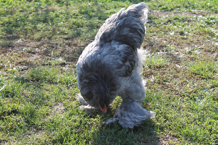 cocos 2012 - brahma albastru; poze 20.10.2012 n%u0103scute 05.05.2012
