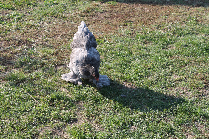 cocos 2012 - brahma albastru; poze 20.10.2012 nascute 05.05.2012

