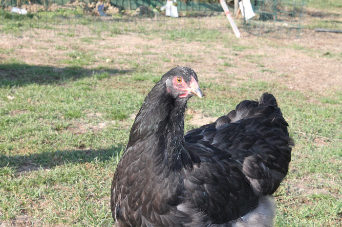 brahma negru 2012; poze 20.10.2012 nascute 05.05.2012
