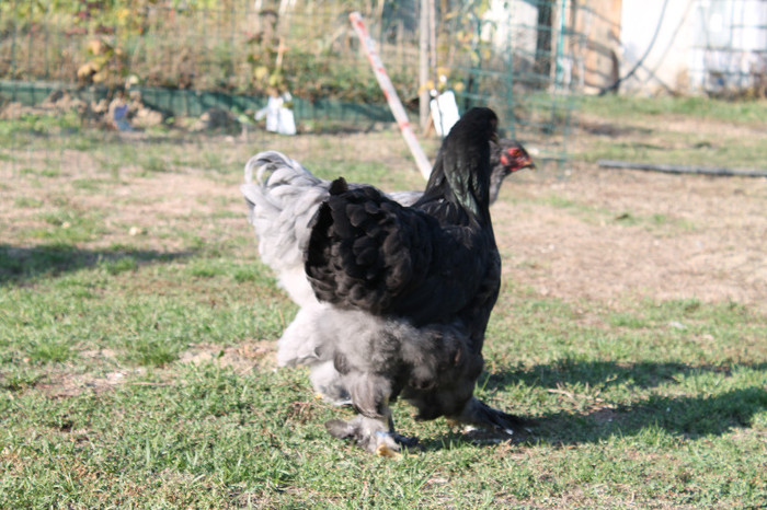 brahma negru 2012; poze 20.10.2012 nascute 05.05.2012
