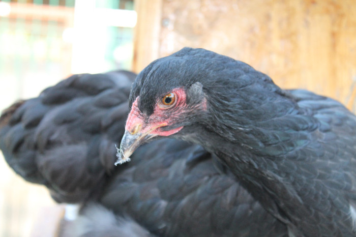 brahma negru 2012; poze 20.10.2012 nascute 05.05.2012
