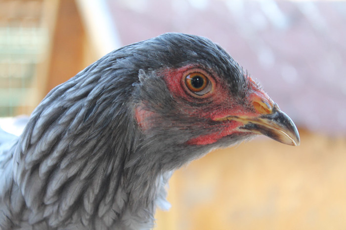 brahma albastru 2012; poze 20.10.2012 nascute 05.05.2012
