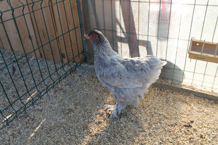 brahma albastru 2012; poze 20.10.2012 nascute 05.05.2012
