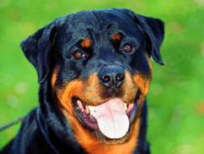 CSMTFQFSPIQBICOPWZE - animale si  pasari si altele