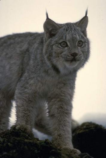 NAUYVVTCAURSPDTWLYM - animale si  pasari si altele