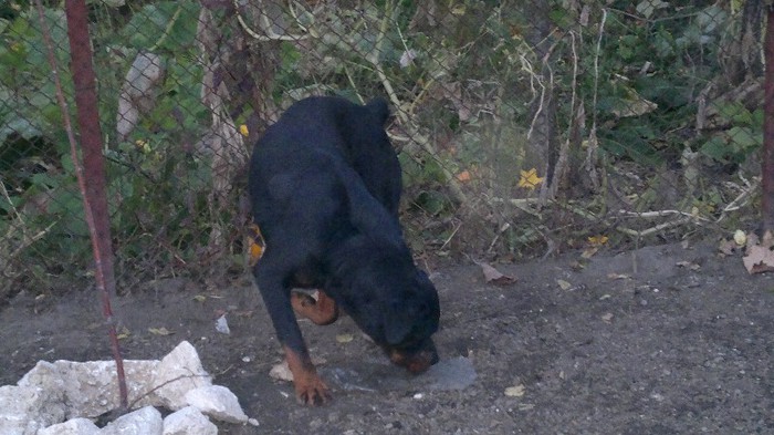 26102012968 - Catei Rottweiler