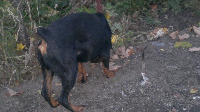 26102012969 - Catei Rottweiler